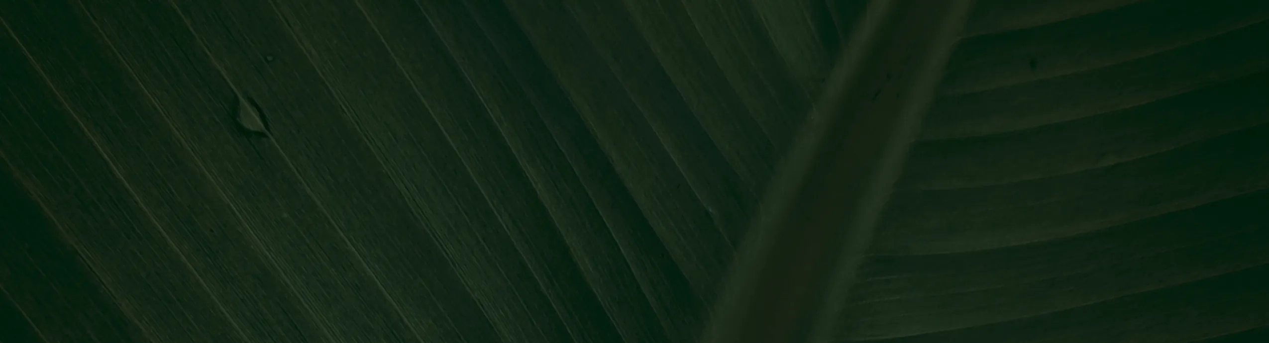 huevos codorniz 24 unidades