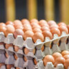 huevos_comerciales Huevos Comerciales